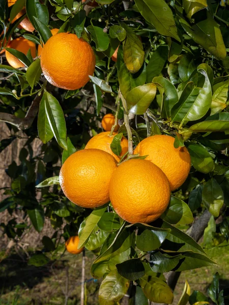 Ramo Uma Laranjeira Carregada Frutas Maduras Suculentas Campo Cultivo Orgânico — Fotografia de Stock