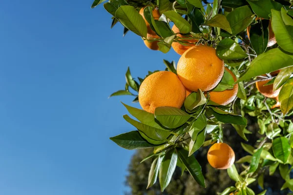 Κλαδί Πορτοκαλιάς Φορτωμένο Ζουμερά Ώριμα Φρούτα Χωράφι Βιολογικής Καλλιέργειας Παραδοσιακή — Φωτογραφία Αρχείου