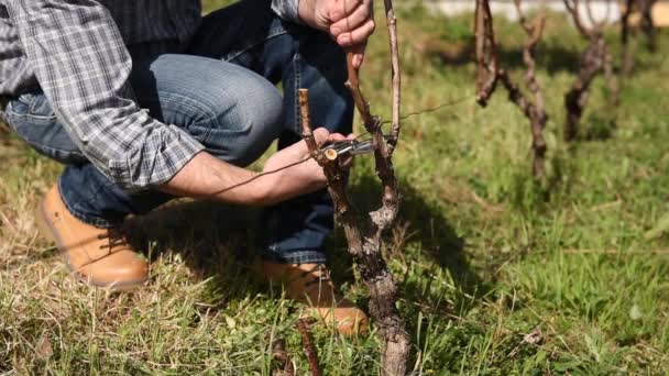 Slow Motion Caucasian Farmer Work Vineyard Pruning Vine Professional Scissors — Stock Video