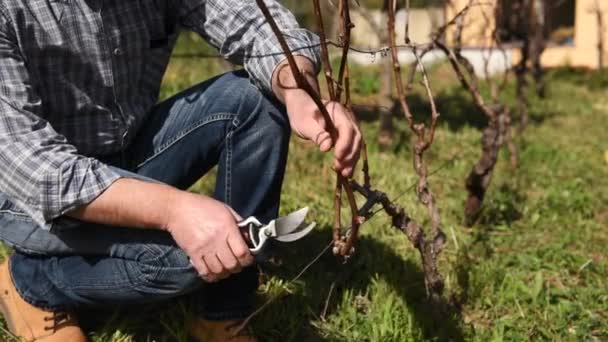 Kavkazský farmář pracující ve vinici a prodělávání révy profesionálními nůžkami. Tradiční zemědělství. Záběry