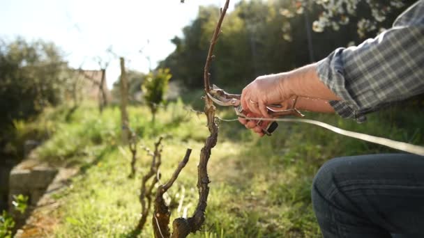 Agriculteur Caucasien Travail Dans Vignoble Taille Vigne Avec Des Ciseaux — Video