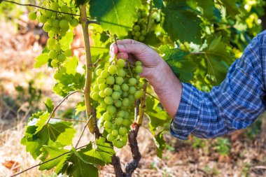 Üzüm bağları iş yerinde Kafkas çiftçi.