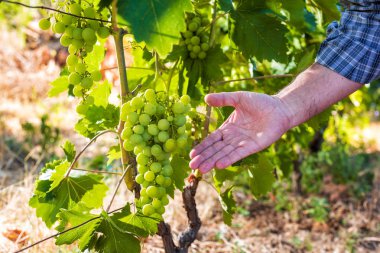 Üzüm bağları iş yerinde Kafkas çiftçi.