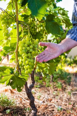 Üzüm bağları iş yerinde Kafkas çiftçi.