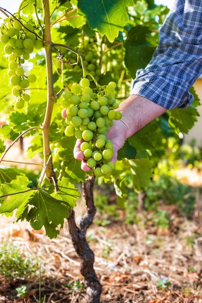 Agriculteur caucasien au travail dans le vignoble . — Photo