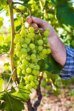 Üzüm bağları iş yerinde Kafkas çiftçi.
