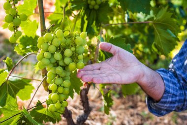 Üzüm bağları iş yerinde Kafkas çiftçi.