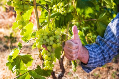 Üzüm bağları iş yerinde Kafkas çiftçi.