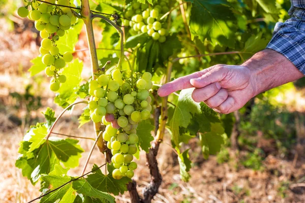 Üzüm bağları iş yerinde Kafkas çiftçi.