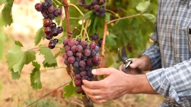 Viticultor Caucásico Trabajando Viñedo Orgánico Cosechando Racimo Uvas Maduras Con — Vídeo de stock