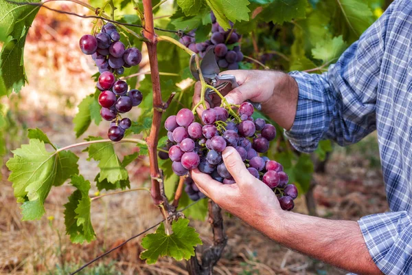 Agricultor caucásico en el trabajo, cosecha en el viñedo . — Foto de Stock