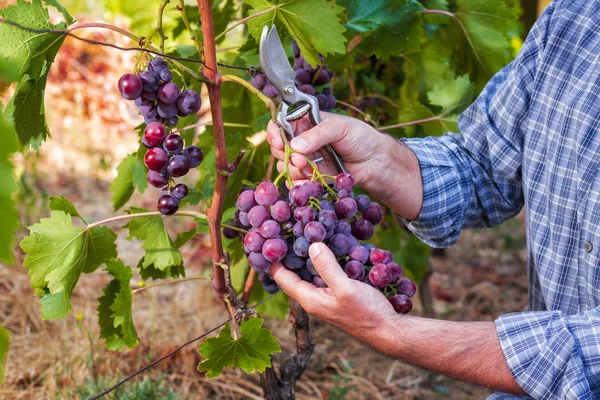 Agricultor caucásico en el trabajo, cosecha en el viñedo . — Foto de Stock