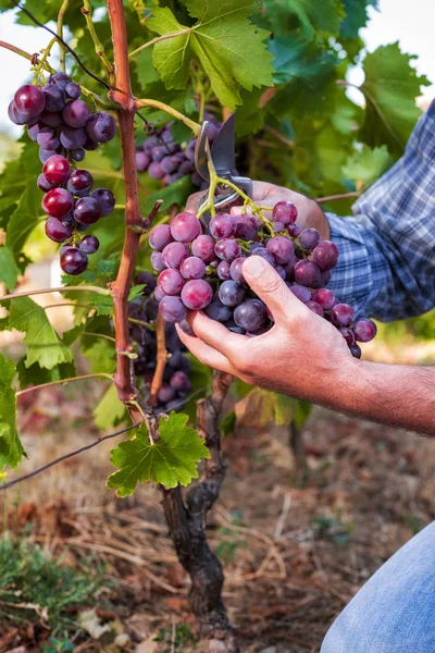 Agricultor caucásico en el trabajo, cosecha en el viñedo . — Foto de Stock