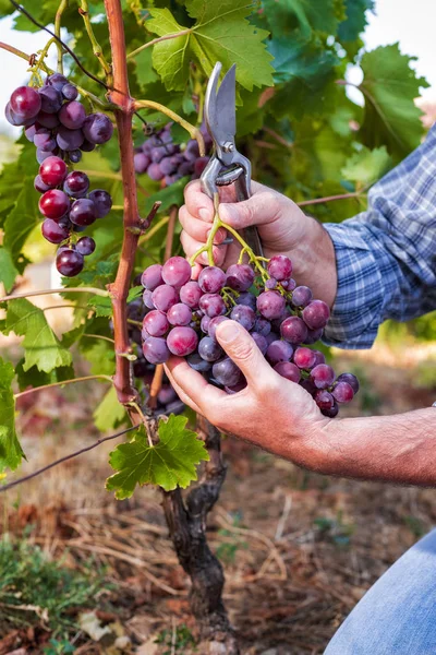 Caucasian farmer at work, harvest in the vineyard. — Stock Photo, Image