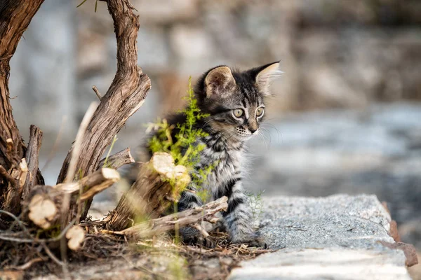 Primer plano de un cachorro de gato al aire libre . —  Fotos de Stock