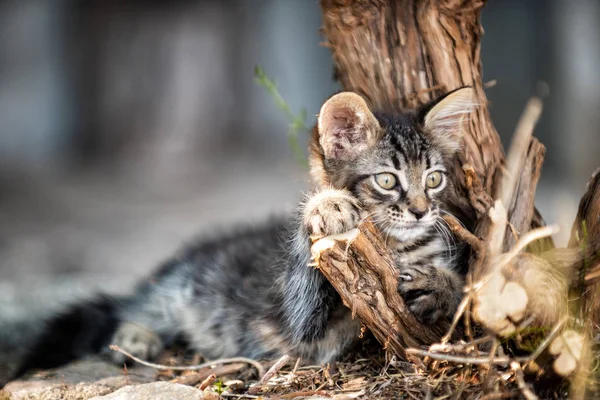Close-up of an outdoor cat puppy. — Stock Photo, Image