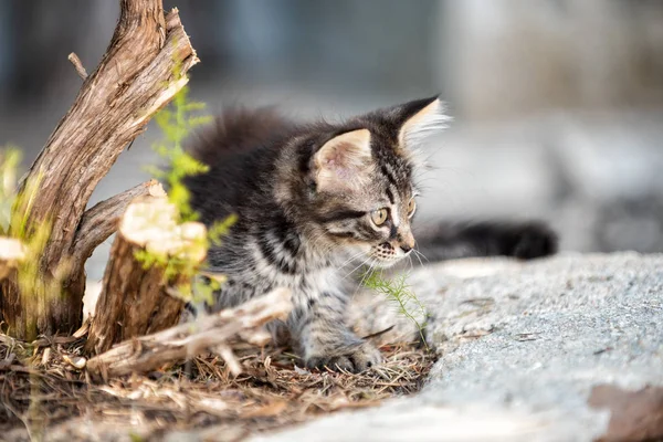 Close-up of an outdoor cat puppy. — Stock Photo, Image