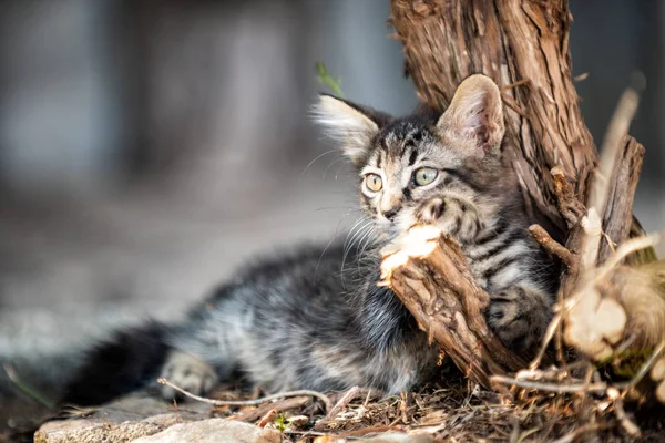 Close-up of an outdoor cat puppy. — Stock Photo, Image
