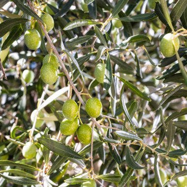 Ağaçta olgunlaşmamış zeytin. Tarım.