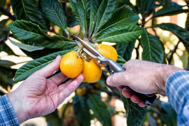 Bahçedeki çardakları makasla hasat eden çiftçinin ellerine yakın çekim. Geleneksel tarım.