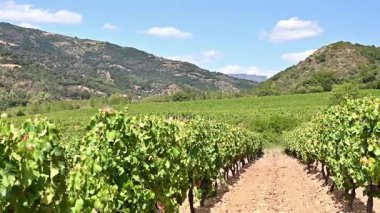 Dağlar ve tepeler arasında, görkemli mavi bir gökyüzünün altında ekilmiş bir üzüm bağının sıralarına dikkatle bakın. Sardunya, İtalya. Geleneksel tarım. Görüntü.