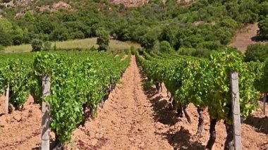 Dağlar ve tepeler arasında, görkemli mavi bir gökyüzünün altında ekilmiş bir üzüm bağının sıralarına dikkatle bakın. Sardunya, İtalya. Geleneksel tarım. Görüntü.