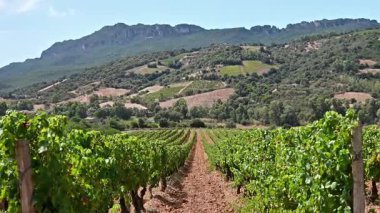 Dağlar ve tepeler arasında, görkemli mavi bir gökyüzünün altında ekilmiş bir üzüm bağının sıralarına dikkatle bakın. Sardunya, İtalya. Geleneksel tarım. Görüntü.