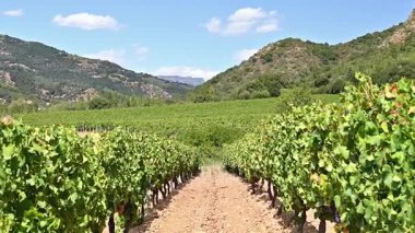 Dağlar ve tepeler arasında, görkemli mavi bir gökyüzünün altında ekilmiş bir üzüm bağının sıralarına dikkatle bakın. Sardunya, İtalya. Geleneksel tarım. Görüntü.