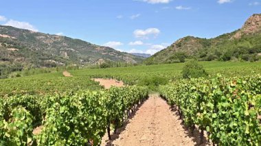 Dağlar ve tepeler arasında, görkemli mavi bir gökyüzünün altında ekilmiş bir üzüm bağının sıralarına dikkatle bakın. Sardunya, İtalya. Geleneksel tarım. Görüntü.