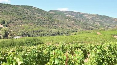 Dağlar ve tepeler arasında, görkemli mavi bir gökyüzünün altında ekilmiş bir üzüm bağının sıralarına dikkatle bakın. Sardunya, İtalya. Geleneksel tarım. Görüntü.