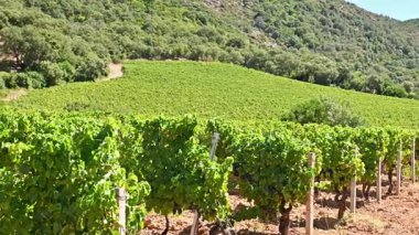 Dağlar ve tepeler arasında, görkemli mavi bir gökyüzünün altında ekilmiş bir üzüm bağının sıralarına dikkatle bakın. Sardunya, İtalya. Geleneksel tarım. Görüntü.