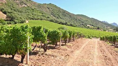 Dağlar ve tepeler arasında, görkemli mavi bir gökyüzünün altında ekilmiş bir üzüm bağının sıralarına dikkatle bakın. Sardunya, İtalya. Geleneksel tarım. Görüntü.