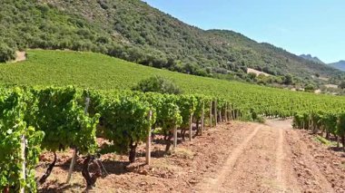 Dağlar ve tepeler arasında, görkemli mavi bir gökyüzünün altında ekilmiş bir üzüm bağının sıralarına dikkatle bakın. Sardunya, İtalya. Geleneksel tarım. Görüntü.