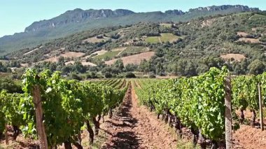 Dağlar ve tepeler arasında, görkemli mavi bir gökyüzünün altında ekilmiş bir üzüm bağının sıralarına dikkatle bakın. Sardunya, İtalya. Geleneksel tarım. Görüntü.