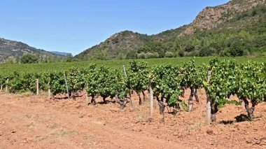 Dağlar ve tepeler arasında, görkemli mavi bir gökyüzünün altında ekilmiş bir üzüm bağının sıralarına dikkatle bakın. Sardunya, İtalya. Geleneksel tarım. Görüntü.
