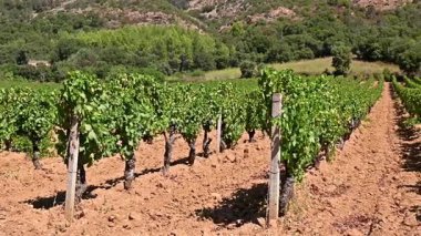 Dağlar ve tepeler arasında, görkemli mavi bir gökyüzünün altında ekilmiş bir üzüm bağının sıralarına dikkatle bakın. Sardunya, İtalya. Geleneksel tarım. Görüntü.