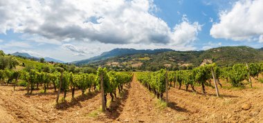 Dağlar ve tepeler arasında uzanan ovalarda ekilmiş bir üzüm bağının sıralarının genel görünümü, bulutlu, görkemli mavi bir gökyüzünün altında. Sardunya, İtalya. Geleneksel tarım.