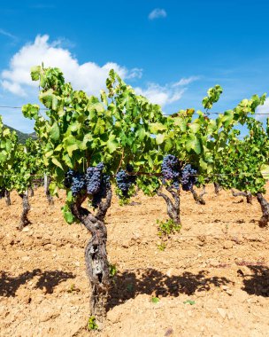 Cannonau üzümleri. Ağaçlardan sarkan olgun siyah üzümlerle dolu bir üzüm bağının sıralarında, bulutlu mavi bir gökyüzünün altında bitkiler. Geleneksel tarım. Sardunya.