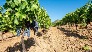 Dağlar ve tepeler arasında, görkemli mavi bir gökyüzünün altında ekilmiş bir üzüm bağının sıralarına dikkatle bakın. Sardunya, İtalya. Geleneksel tarım.