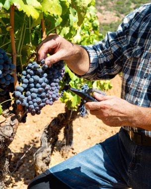Cannonau üzümleri. Üzüm bağındaki tarımcı çiftçi, şeker içeriğini kırıcı ölçmek için üzümleri topluyor. Sardunya 'da geleneksel tarım.