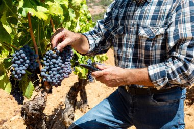 Cannonau üzümleri. Üzüm bağındaki tarımcı çiftçi, şeker içeriğini kırıcı ölçmek için üzümleri topluyor. Sardunya 'da geleneksel tarım.