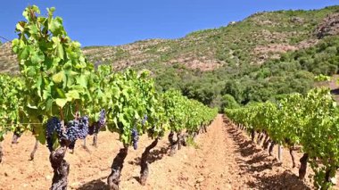 Dağlar ve tepeler arasında, görkemli mavi bir gökyüzünün altında ekilmiş bir üzüm bağının sıralarına dikkatle bakın. Sardunya 'da geleneksel tarım. Görüntü.