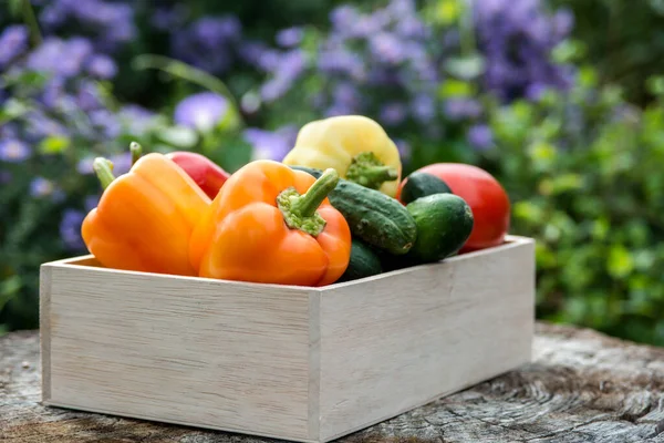 Wooden Box Fresh Vegetables Tomato Cucumber Bell Pepper Garden Farm — Stock Photo, Image