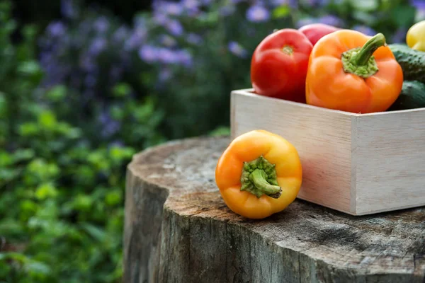 Drewniane Pudełko Świeżymi Warzywami Pomidor Ogórek Papryka Ogrodzie Farmie Skup — Zdjęcie stockowe