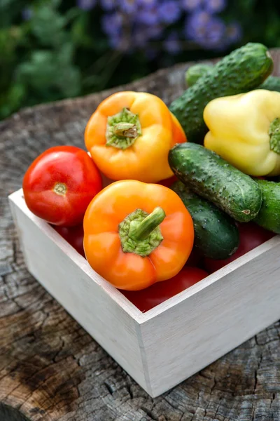 Wooden Box Fresh Vegetables Tomato Cucumber Bell Pepper Garden Farm — Stock Photo, Image