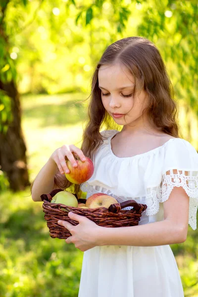 Cute Uśmiechnięta Dziewczynka Trzyma Kosz Jabłkami Farmie Zbiory Owoców Warzyw — Zdjęcie stockowe