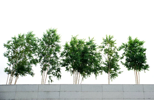 Zielone Drzewa Brzoza Izolowane Białym Tle — Zdjęcie stockowe