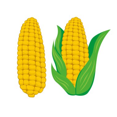 Çiğ mısır çizgi film tasarımı. tarım hasat kavramı.