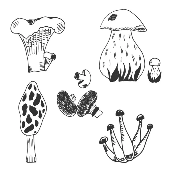 Hand Drawn Set Mushrooms Vector Illustration Print Design — Stock Vector