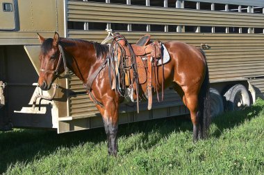 A saddled horse ready for ranch work stands near a trailer.  clipart